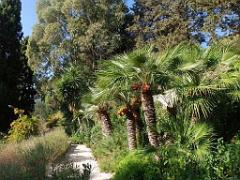 183 HYERES ET SES PALMIERS D02_000019